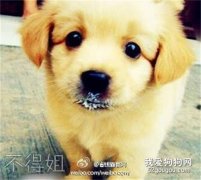 引起狗狗淚痕的原因與防治方法
