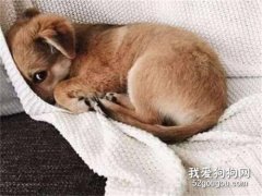 狗狗害怕的表現 判斷你家狗狗的情緒