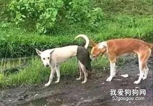為了保護狗狗的貞操，主人的操作笑屎個人！