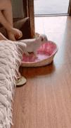 狗：我是不是被封印了？