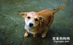 狗的常見肢體語言 狗狗肢體語言表達的深層含義