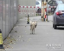 現實版“忠犬八公”！流浪狗被多次驅趕，仍死守小區，街坊說它在等那個人