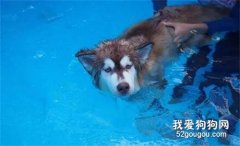 主人教哈士奇游泳，沒想到狗子差點成了廢狗，笑瘋了！