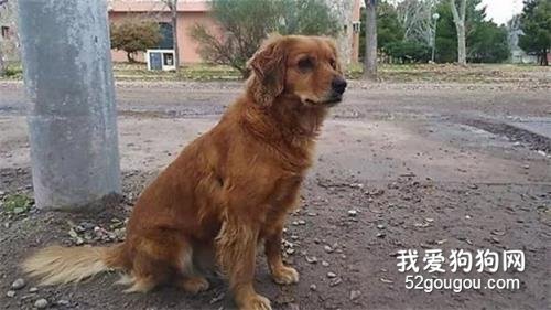 主人入獄后，忠犬大金毛和警察蜀黍一起等他出獄......