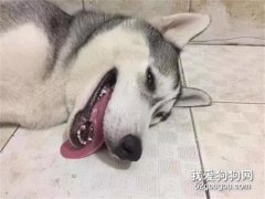 50出售哈士奇，看過照片后紛紛搖頭...好慘！