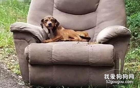狗狗連同沙發一起被丟，寧愿餓死也不肯去覓食，只怕會錯過主人...