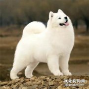 犬蠕形螨病的病因與癥狀