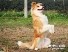 怎么訓練狗狗坐立？