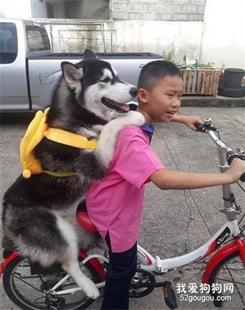 兒子說要帶狗子出去玩會，結果...
