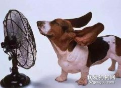 狗狗可以吹空調嗎 給狗吹空調什么溫度最合適