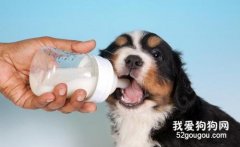 狗狗羊奶粉的沖泡方法