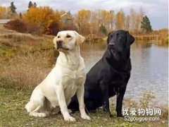 做了絕育的狗容易胖嗎 如何給肥胖的狗狗減肥