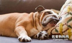 狗狗打呼嚕怎么辦?