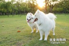 狗狗尿液顏色代表什么 尿液顏色隱藏狗狗身體的秘密