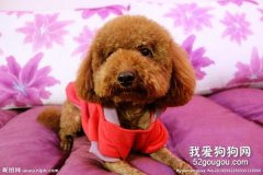 泰迪懷孕注意事項