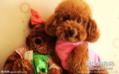 世界上最“危險”的犬種