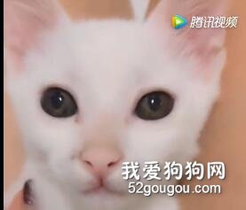 主人用喵咪做美白廣告，我竟然差點信了....