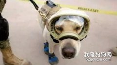 這條狗竟被印在了錢幣上？10歲的它9年救過50多人性命！