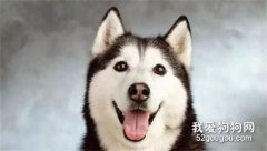 哈士奇喂養小攻略