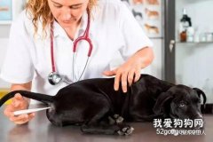 怎么給狗狗量體溫？