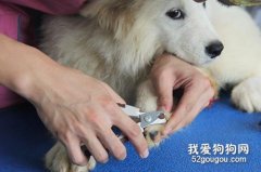 狗狗剪指甲出血怎么辦 這幾個步驟教你處理