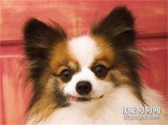 狗狗眼屎多怎么辦 這幾個方法能幫你