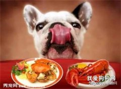 狗狗能吃龍蝦嗎？