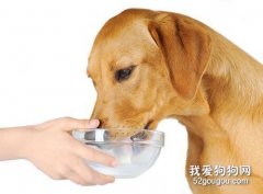 狗狗一定不能喝的三種東西 誤飲可能會導致狗狗死亡