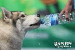 狗狗脫水的癥狀是什么 如何預防狗狗脫水