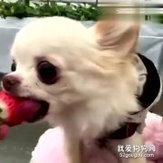 吉娃娃能吃哪些水果 這些水果吃了有好處