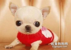 吉娃娃能吃哪些蔬菜 這些蔬菜吃了對狗狗好