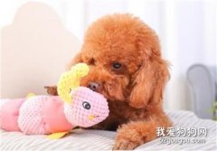 狗玩具買回來要洗嗎 你一定要知道