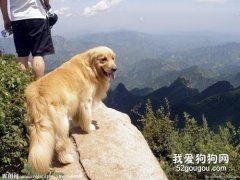 帶狗狗出游要注意什么