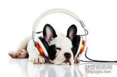 狗狗適合聽的音樂 這幾類音樂可以多給狗狗聽