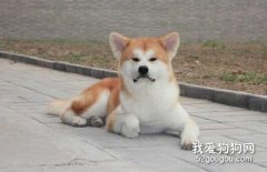 怎么看秋田犬品相 教你如何挑選秋田犬