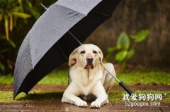 帶狗狗出去玩需要注意什么？