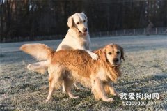 狗狗發情要注意啥 這些方面主人要小心