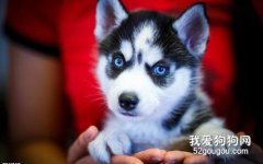 哈士奇便秘怎么辦 這些辦法可以試試