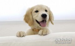 訓練小狗的方法 幼犬帶回家訓練要有愛心耐心
