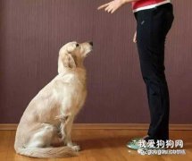 怎么訓練金毛坐下？
