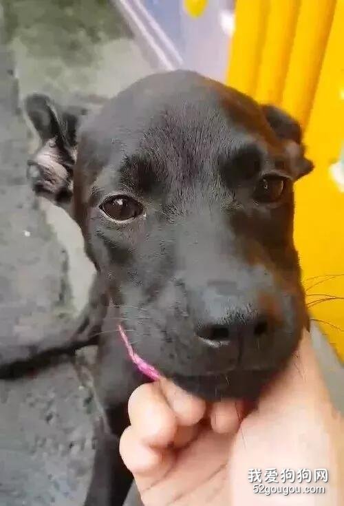 乖巧田園犬只被領養9天就退回！它不再愛笑，眼神都變了...