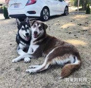 網友曬出哈士奇情侶照，然而看到其中一只的長相，笑瘋了！