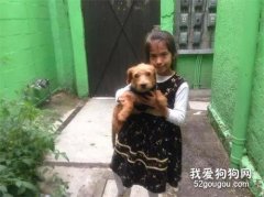愛犬丟失，7歲小女孩手繪海報，最后終于找回來了.....