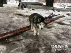 哈士奇一輩子被栓在門外，15年后第一次踏進室內，新主人：我想彌補它錯過的一切...
