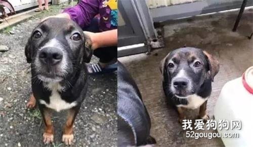 同伴車禍過世，流浪狗守護輕舔遺體，她心疼不已：才3個月大的孩子