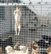 你把狗狗視若珍寶，有人卻把它當做垃圾扔掉...