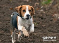 這幾種小型犬 不僅可愛還適合看家