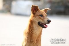 中華田園犬的優點 你喜歡土狗嗎