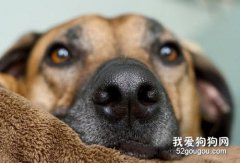 狗狗鼻子為什么是濕的 你知道原因嗎