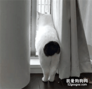 網友說他家貓屁股超級性感，小可一看，差點笑噴....